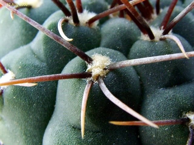 Gymnocalycium _ochoterenae _ssp.ochoterenae _GC11.02 _04